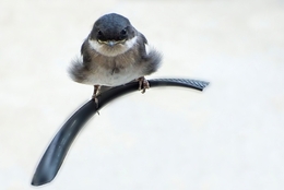 Baby swallow 