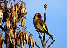 Pintassilgo (Carduelis carduelis) 