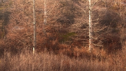 Autumn landscape 