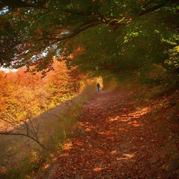 Autumn landscape 