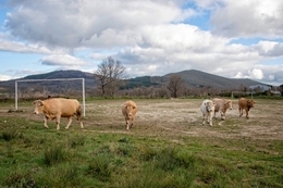 Vacas no campo 