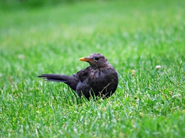 Melro - preto (Turdus merula) 