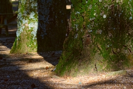 Árvores e suas sombras 