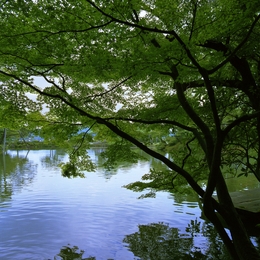 Parque Kenrokuen - A lagoa 