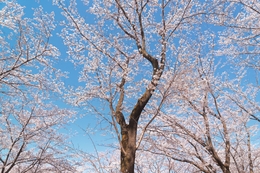 Sakura 