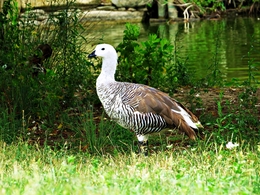 Ganso - de -magalhães (Chloephaga picta) 