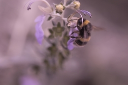 a abelha e o mel 