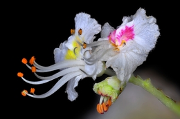Flor de castanheiro da India 