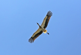 A PLANADORA 