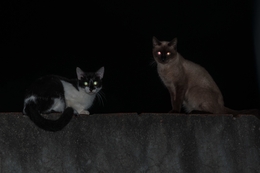cats in the night 
