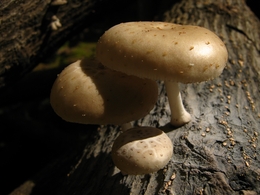 cogumelos 