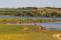 A PRAIA DAS VACAS 