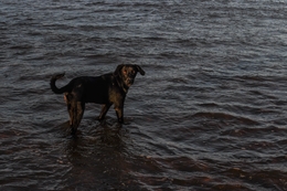 cão de praia 