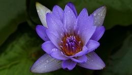 Flor de lotus 