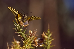 Borboleta 