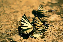 Butterflys 