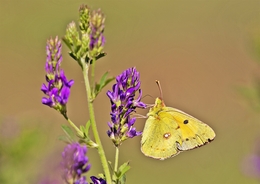 GRACIOSIDADES DA PRIMAVERA 