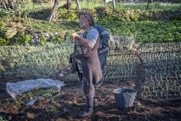 Plantando o cebolo 