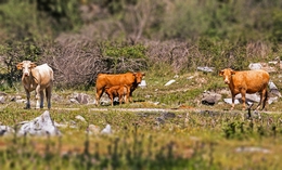 AS VACAS ALENTEJANAS 