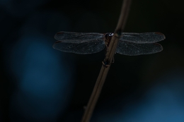 asas de libélula 