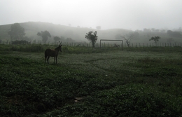 paisagem com neblina 