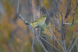 Phylloscopus collybita 