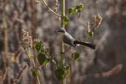 Polioptila plumbea 