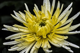 Flor de Crisantemo 