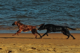 dog race 