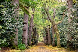 Na Floresta Encantada 