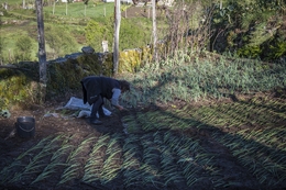 Plantando o cebolo 