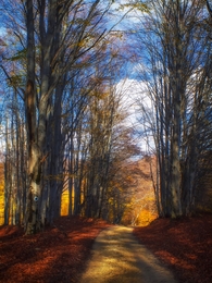 Autumn road 