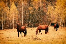 Horses 