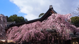 Himuro Shrine Cherry Blossoms 