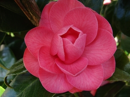 Flor de Camélia 