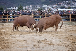 Chega de bois - Boticas 