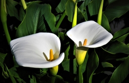 Flores de Jardim. 