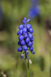 Flor campestre 