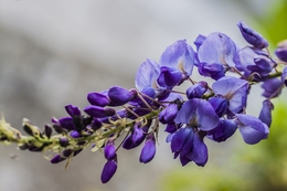 Flor de Glicinea 