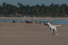 alegria canina 