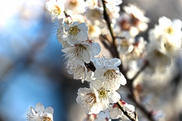 Plum blossoms 