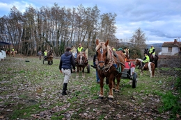 Cavalos e pessoas 