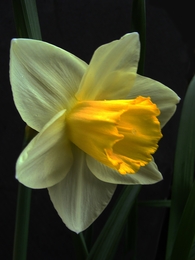 Flor de Narciso 