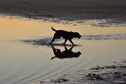 Dog on the beach... 