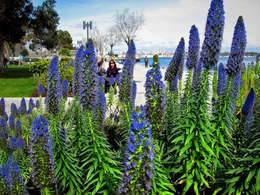 Jardim Há Beira Mar. 