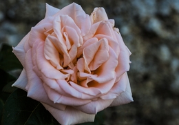 Flor de Rosa 