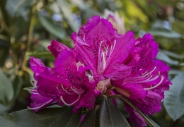 Flor de Rododendro 