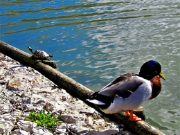 O Pato e a Tartaruga. 