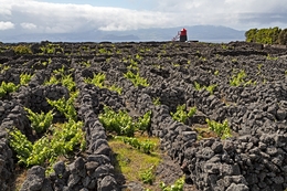 Vinhedos da ilha do pico 