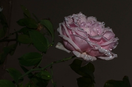 rosa na noite 